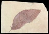 Red, Paleocene Fossil Leaf - Montana #57704-1